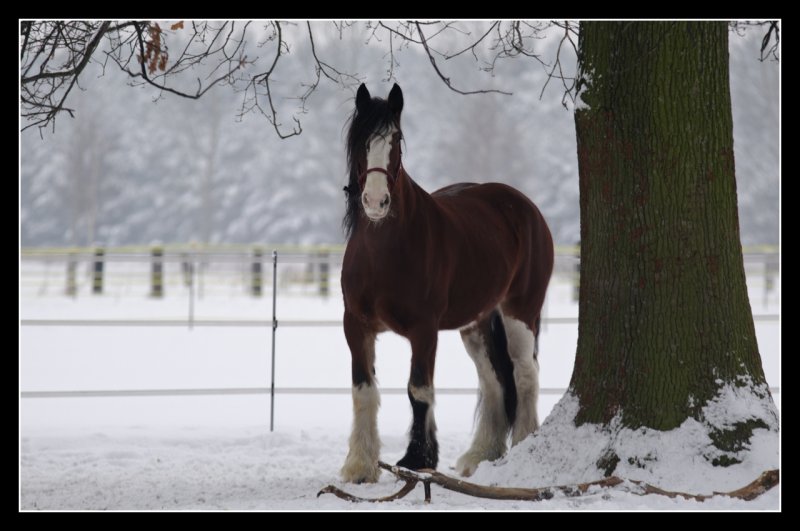 Le Clydesdale Imgp0001_dxo