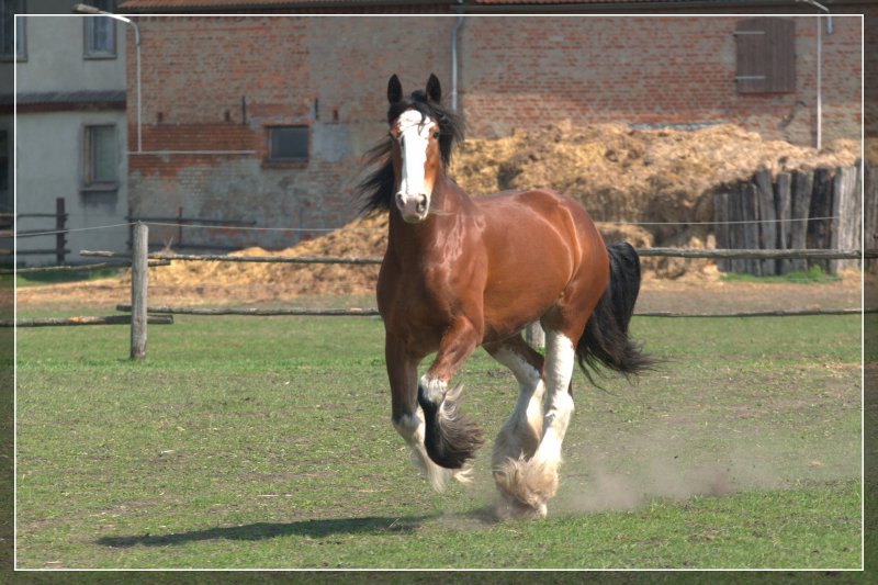 Le Clydesdale Imgp5300