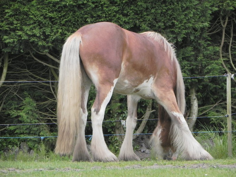 Le Clydesdale Photo-026