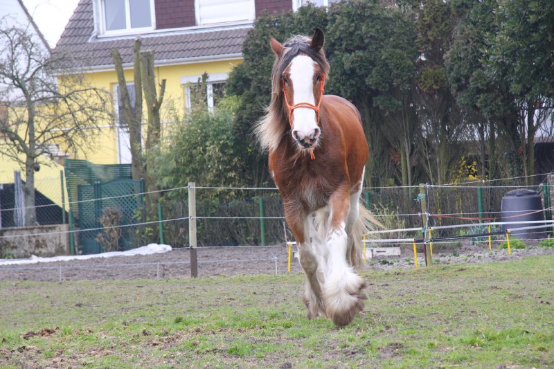 Le Clydesdale Photo-113