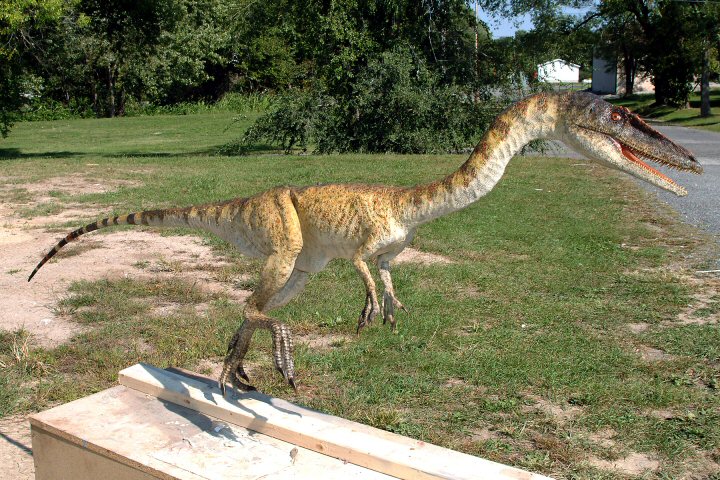 Rick Marshall's Exclusive Museum Dinosaurs (W.I.P.) Coelophysis036