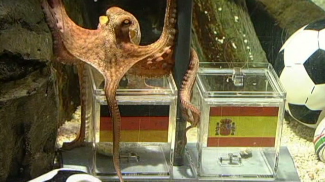 Who Do You Think Will Win The Euros? Octopus.wc.germany.spain.rtl.640x360