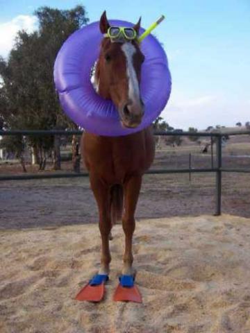 Funny Pictures - Pagina 2 Seahorse