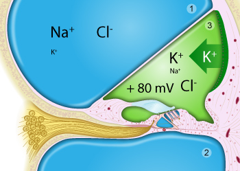 Labyrinthe osseux & membraneux Composition-des-fluides-cochleaires