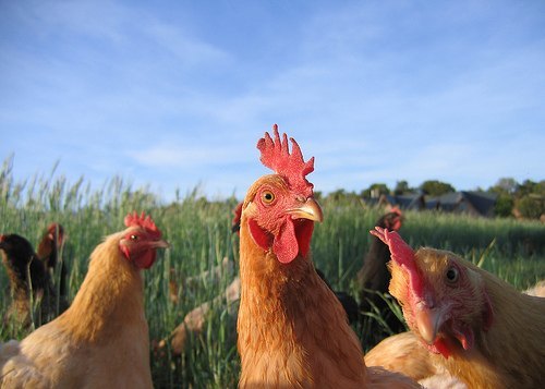 Y tu, que vas a comer?  - Página 6 Pollo