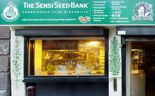 et [ Avis ] sur le Sensi Seeds (50) SensiSeed