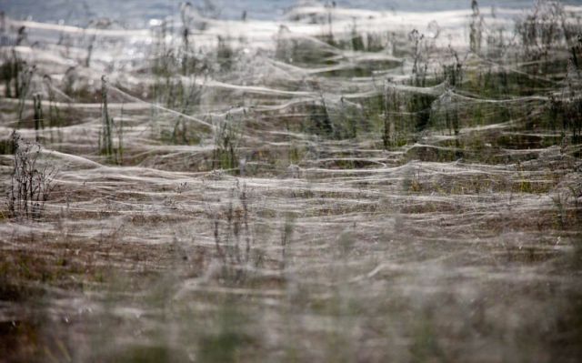 HELP - Alguem entende de aranha?????? - Página 2 Aranhas-9