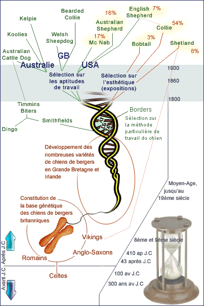 Le gène MDR1 Arbre