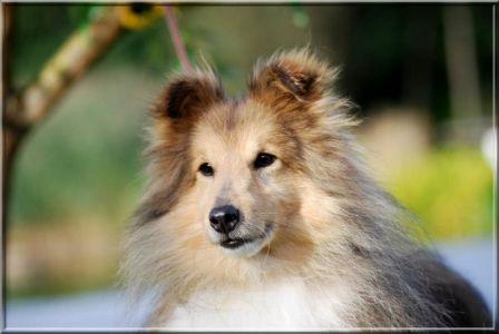 [Adopté] Shetland fauve LOF - 10 ans -  .150099_429167297118992_1096935086_n_m