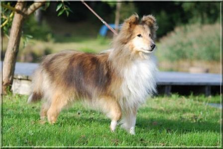 [Adopté] Shetland fauve LOF - 10 ans -  .419567_429166947119027_1948074183_n_m