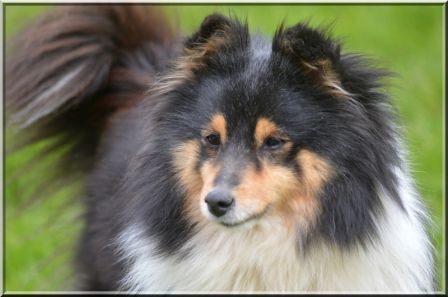 [A adopter] femelle Shetland trico de 9 ans LOF .Vladiie_013a_m