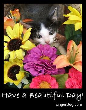 Buenos dias a todos - Pgina 2 Have_a_beautiful_day_kitten_photo