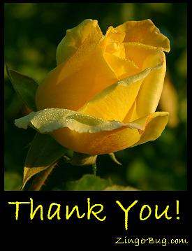       Thank_you_yellow_rose