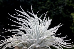 Plantes étonnantes (ou belles ou intéressantes ou marrantes ou ce que vous voulez) Tillandsia_tectorum_gd-300x200