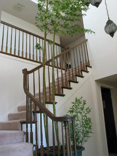 النباتات المنزليه.... Indoor_bamboo_house_plant