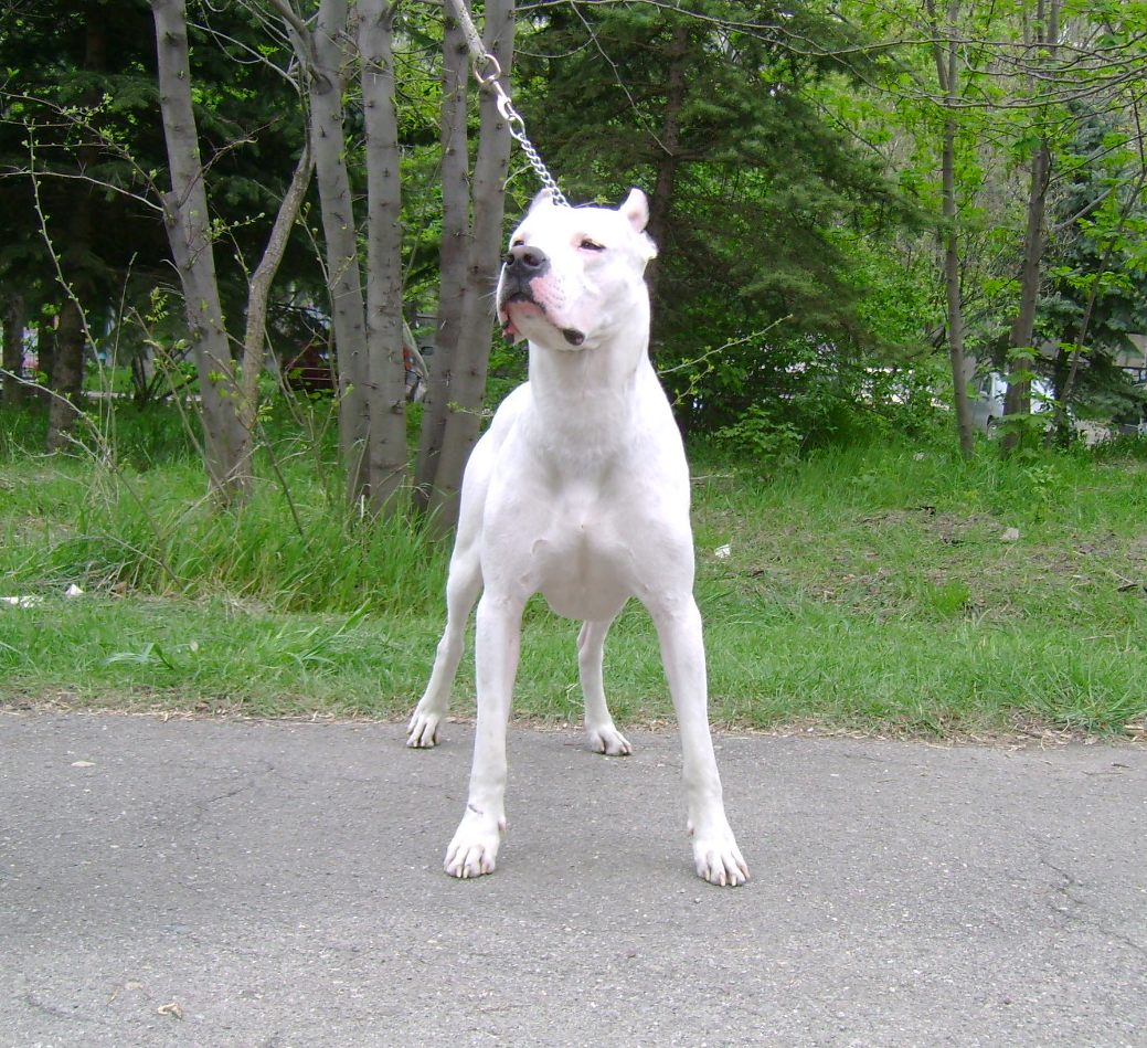 STANDARTLARA UYGUN DOGOLAR Argentino-Dogo7