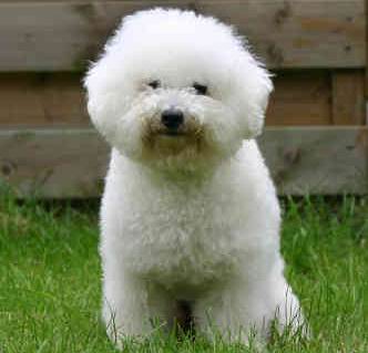 MIÉRCOLES 15 DE MAYO DE 2013 - Por favor pasen sus datos, pálpitos y comentarios de quiniela AQUÍ para hacerlo más ágil. Gracias.♦ Razas_comp_bichon%20frise_bichonfrise