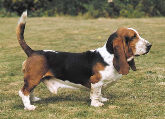 Juego: adivina de que raza es  Razas_ppal_basset%20hound_basset%20hound