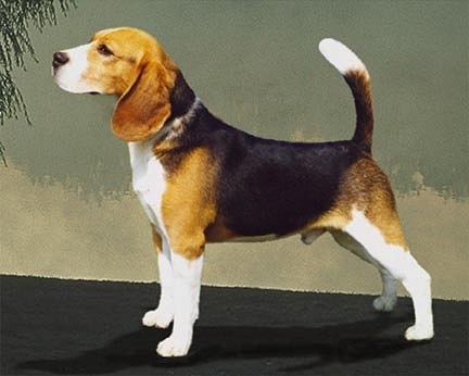 Raza: Beagle Razas_ppal_beagle_beagle