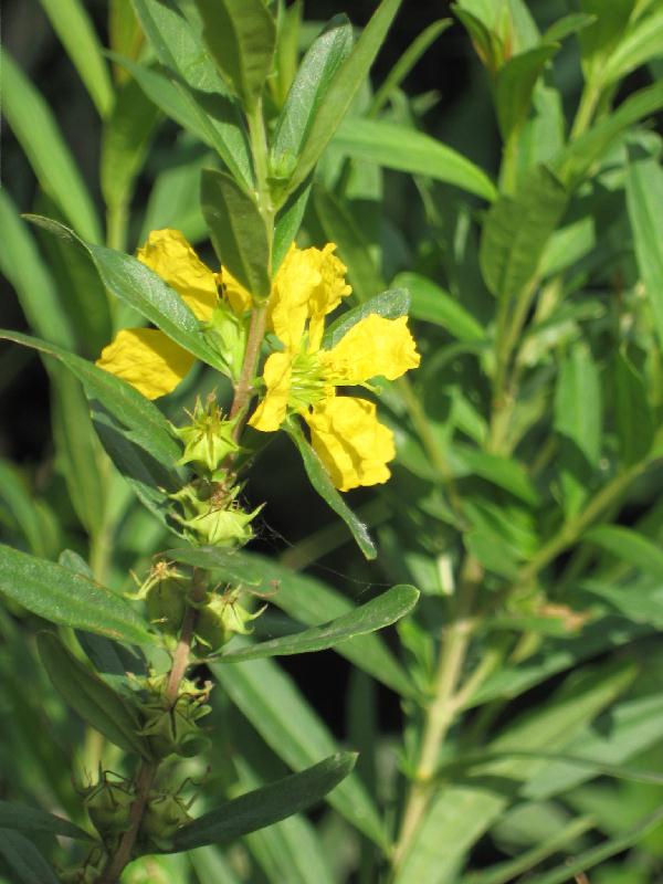 Semillas de heimia Salicifolia (Sinicuichi) Rama2