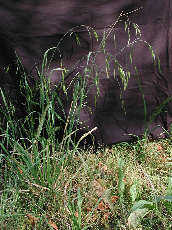 Bromus catharticus Habito-7110