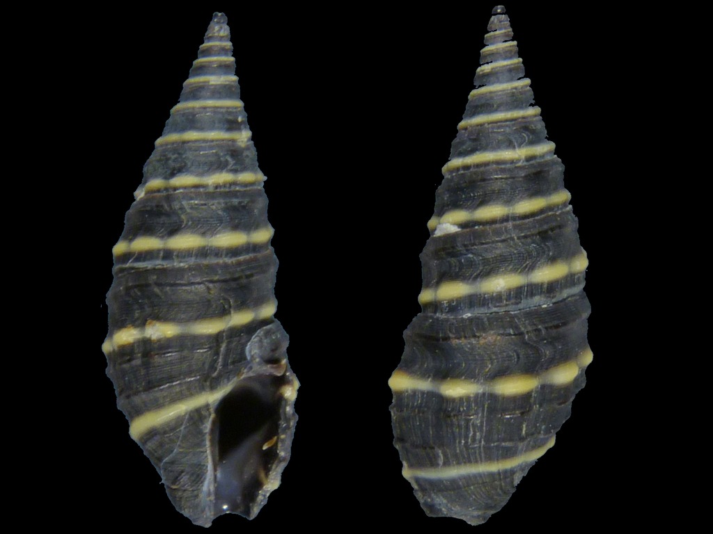 Zonulispira zonulata (Reeve, 1842) 17919