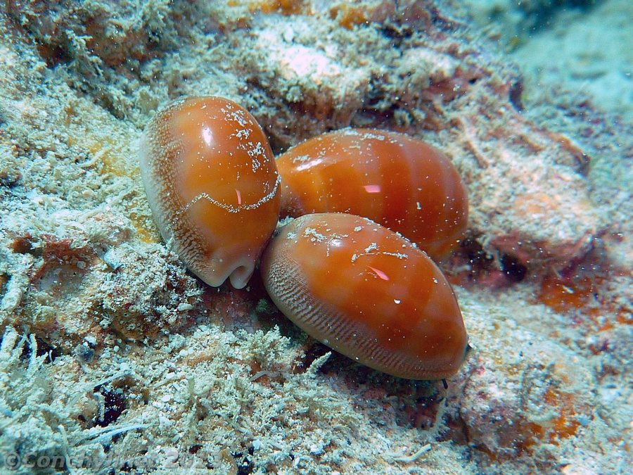 Lyncina carneola (Linnaeus, 1758) - Live 3carneola