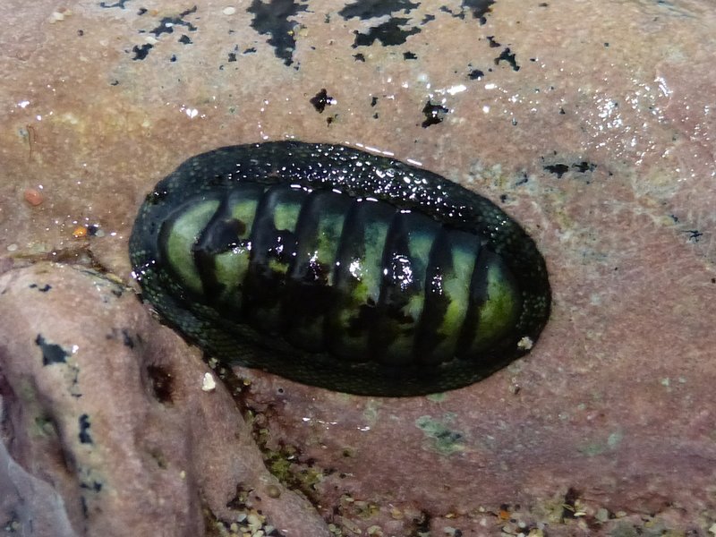 Chiton mauritianus Quoy & Gaimard, 1835 40203