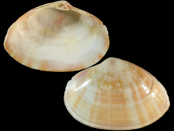 Mactra lilacea Lamarck, 1818  40679