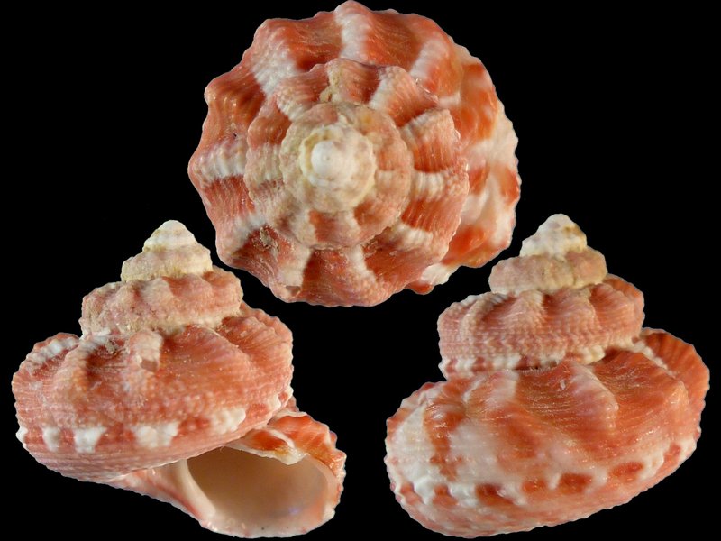 Trochinae - Rubritrochus pulcherrimus - (A. Adams, 1855)  40766