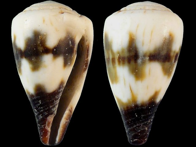 Conus (Rhizoconus) miles   Linnaeus, 1758 7791