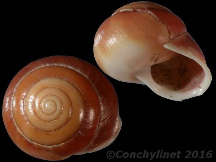 Escargot terrestre du Queensland Thersites / Sphaerospira et assimilés 12396