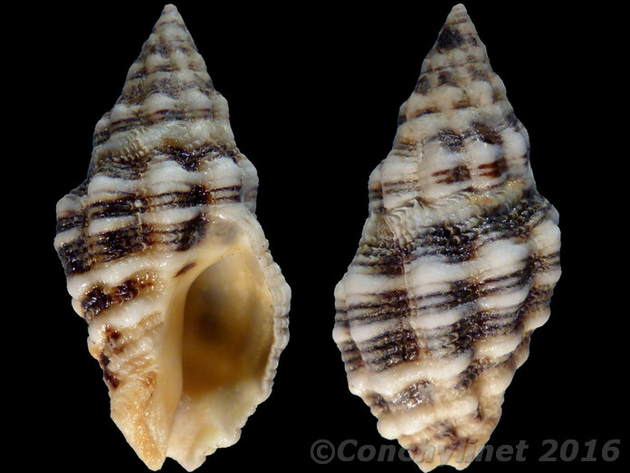 Muricidae Ergalataxinae Cronia aurantiaca (Hombron & Jacquinot, 1848) 12724