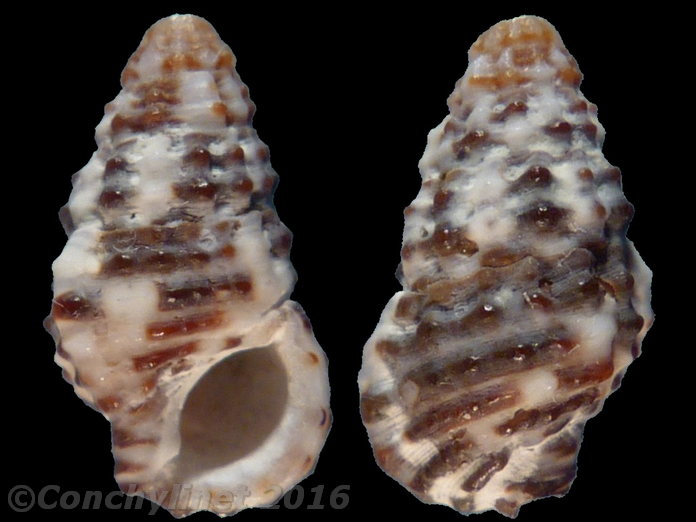 Clypeomorus brevis (Quoy & Gaimard, 1834) 13525