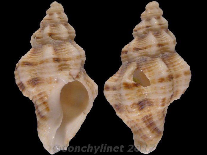 Vokesinotus_perrugatus (Conrad_1846)_beached 14152