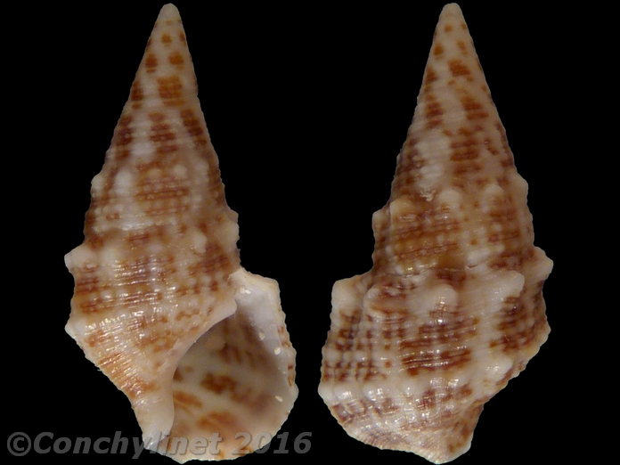 Cerithium litteratum (Born, 1778) 2734