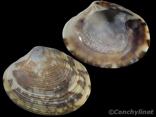 Circenita callipyga (Born, 1778) 6069