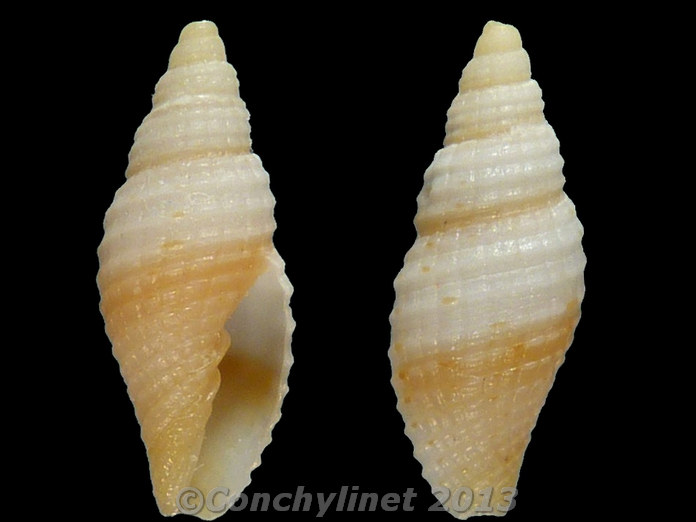 Imbricaria pretiosa (Reeve, 1844) - Juvénile 9564