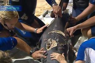 Delfín trae compañero herido para ser salvado por humanos Delfin_nari_herido_queensland