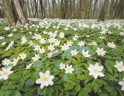 les fleurs du printemps 2014 An%C3%A9mone%20des%20bois