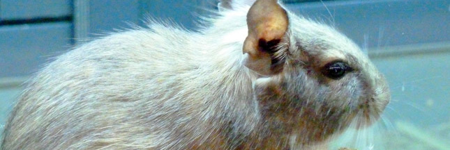 L’Europe bannit les tests sur les animaux  Rat-ban