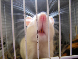 L’Europe bannit les tests sur les animaux  Rat-test