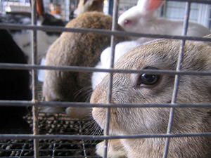 Vidéo : pour montrer l'élevage de lapins made in France (L214) Lapin-cage-03
