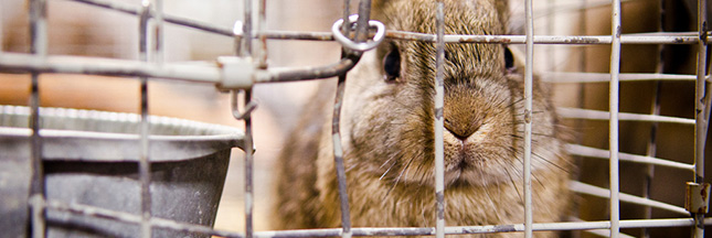  Vidéo : pour montrer l'élevage de lapins made in France (L214) Lapin-cage-ban