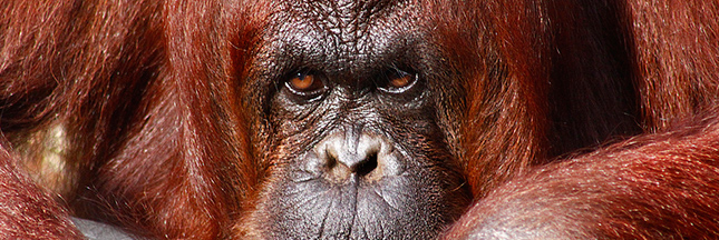 Plus d’animaux sauvages au cirque en Belgique Sumatra-orang-outan