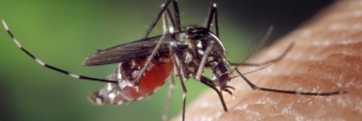 Piqûres de moustique : votre groupe sanguin vous défavorise-t-il ? Aedes_albopictus_on_human_skin6