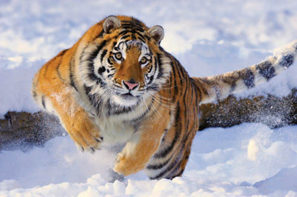 Les animaux sous la neige 1(avec citations) Tigre-siberien-neige