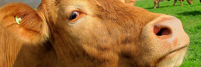 Ferme des Mille Vaches : la construction reprend… Vache-ferme-animal-museau-mille-vaches-ban