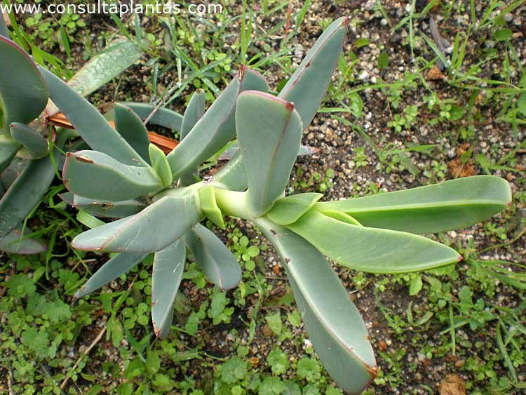 Uña de gato. Phoca_thumb_l_carpobrotus_quadrifidus_3