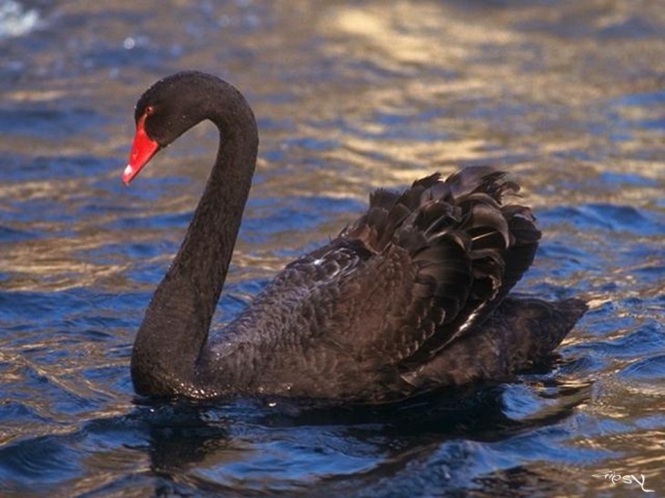 Un oiseau - 30 octobre - ajonctrouvé par Martine Cygne-noir-730x547